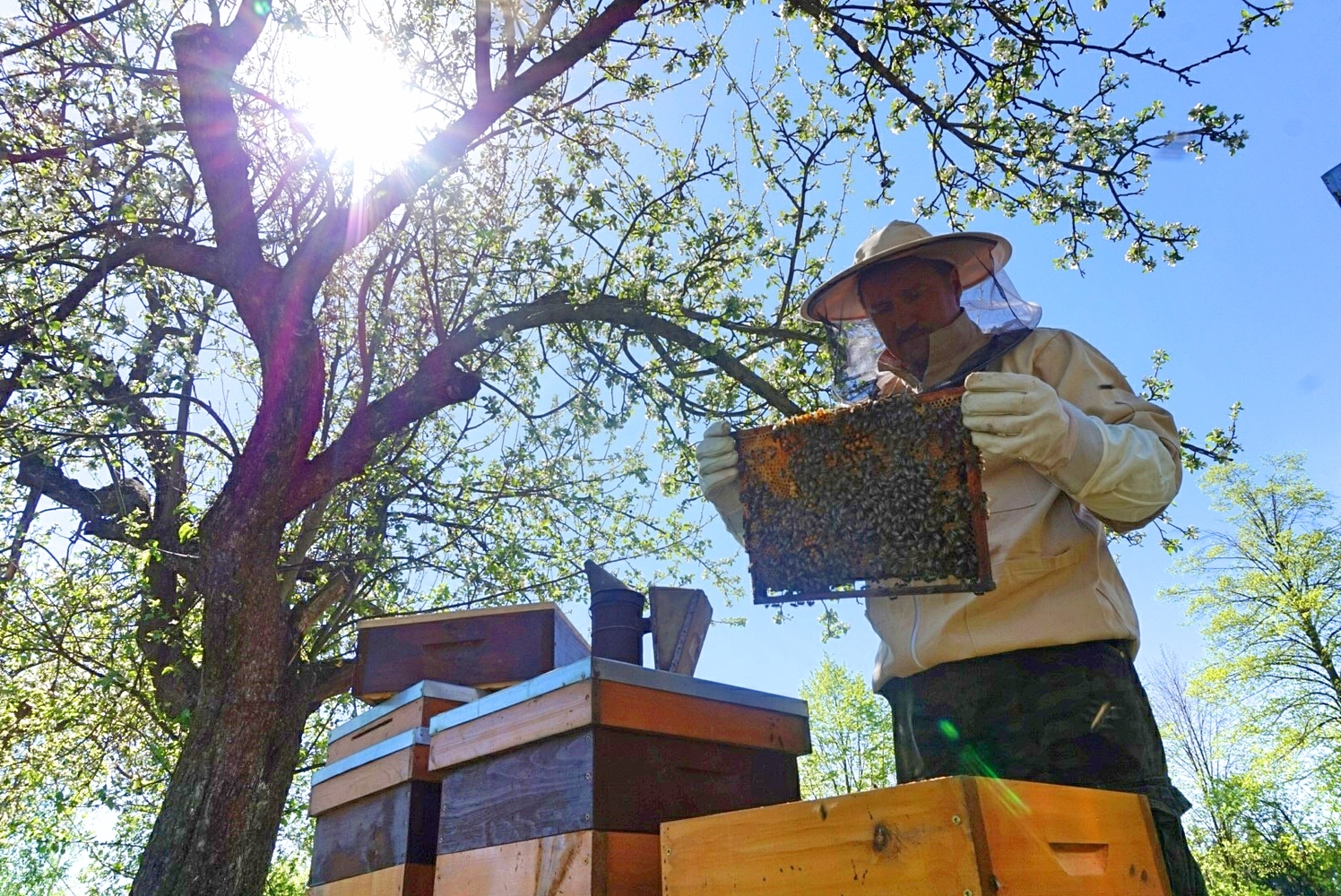 Rodzinna Pasieka Pachniczówka